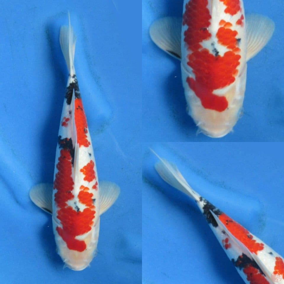 33cm Red Sanke HQ