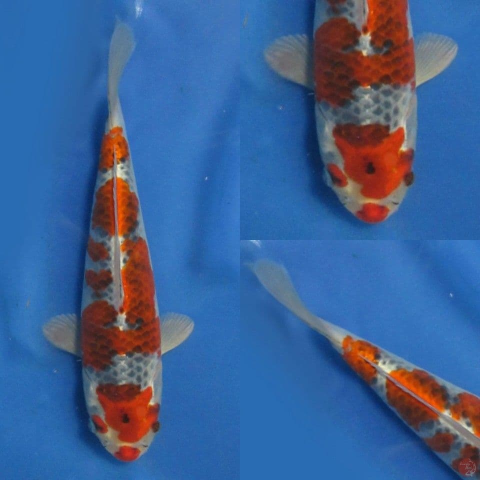 30cm Red Goshiki