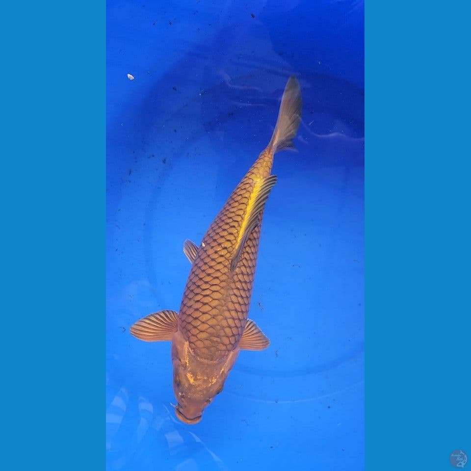 35cm Chagoi Tembaga