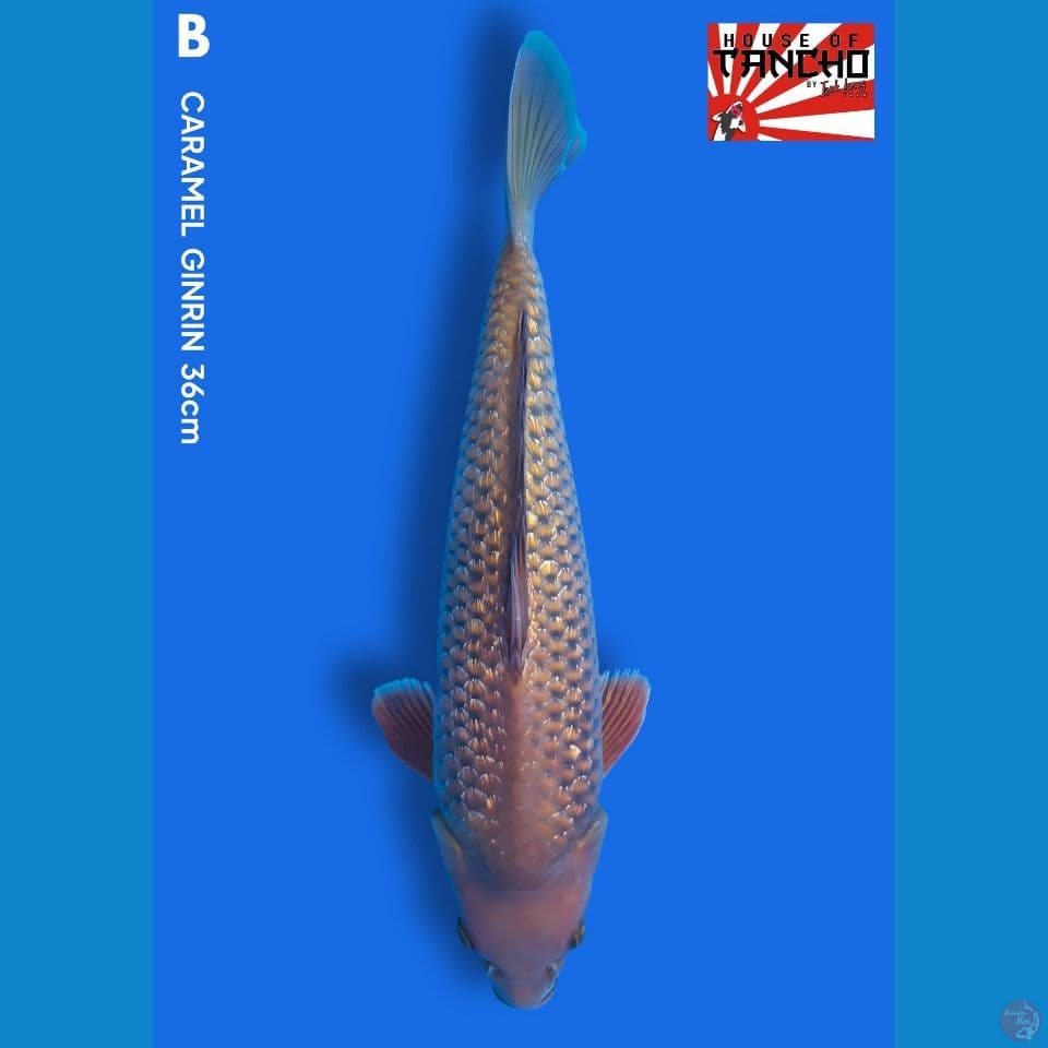 B. Caramel Ginrin 36cm