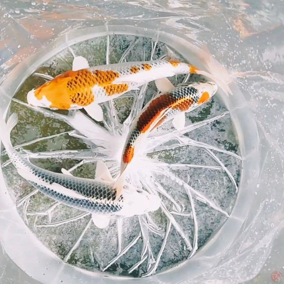 sq kujaku all male 23_27_27cm