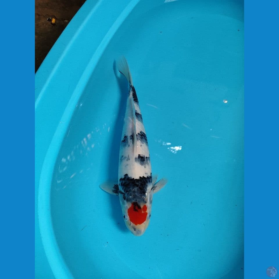 tc showa male 41cm