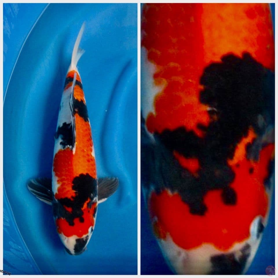 Super Showa F1 sakai 45cm