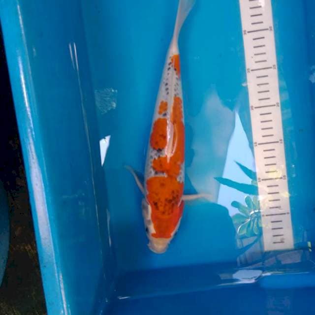 Gosiki muda bakat merah