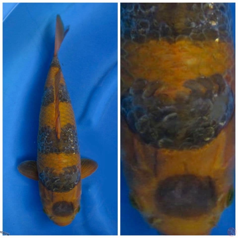 Super kawarimono F1 marusai 42cm
