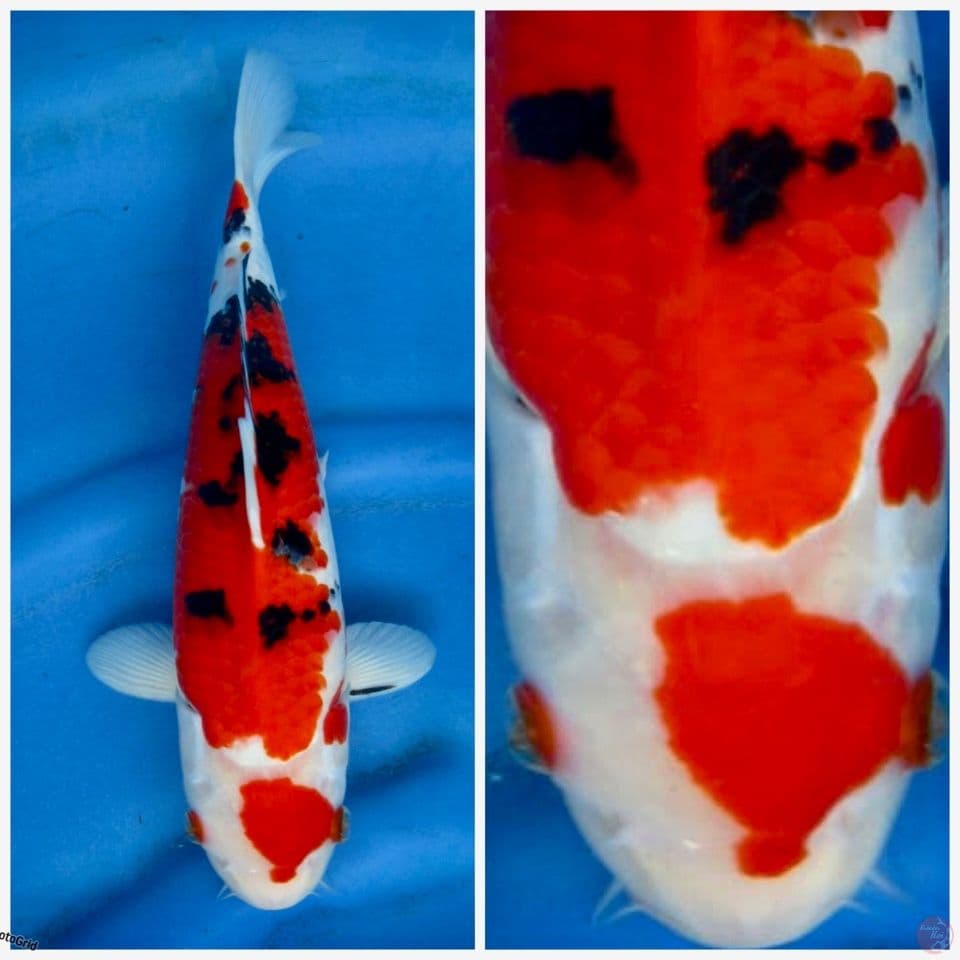 Sanke F1 sakai 30cm