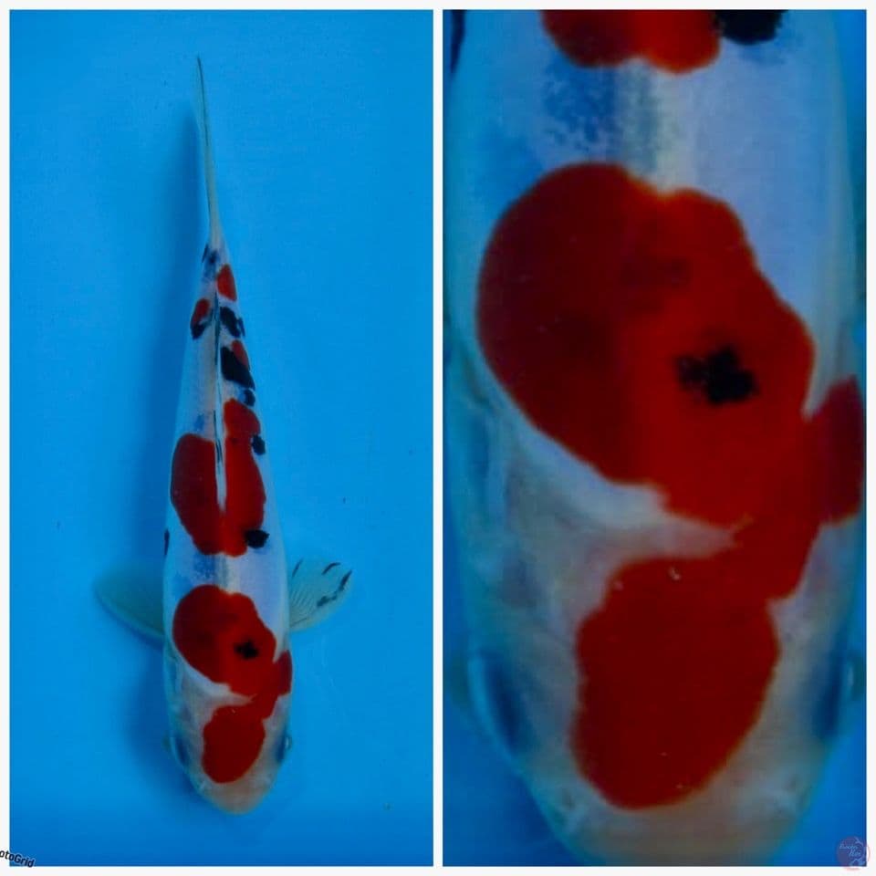 Sanke doitsu murni bahan keep 14cm