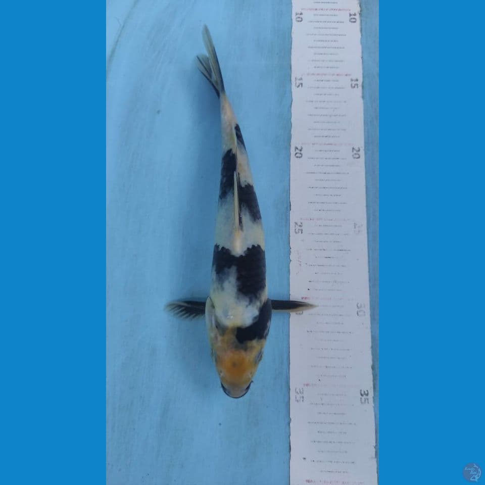 shiro 23cm