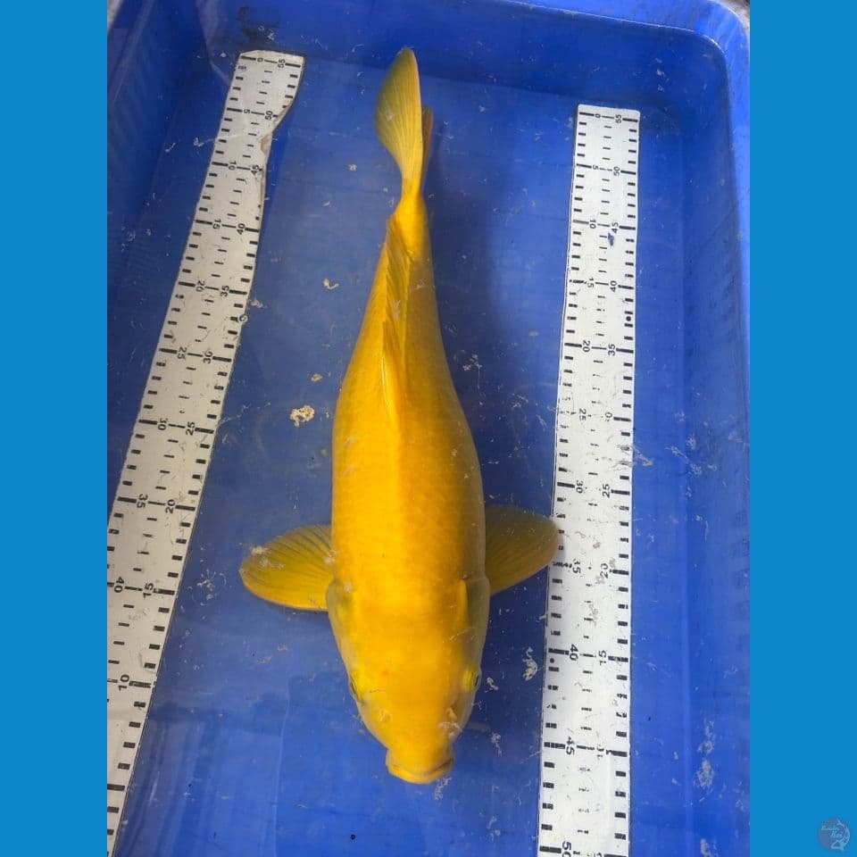 karashi 44 cm