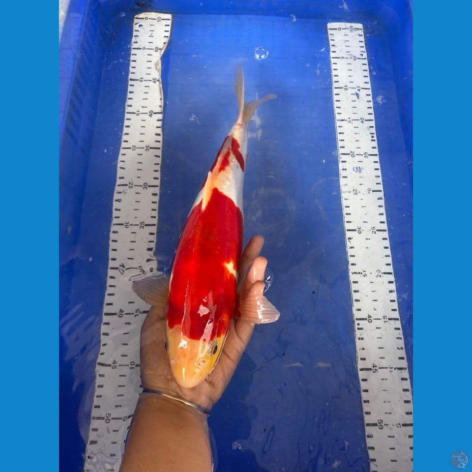 kohaku jantan doit 35