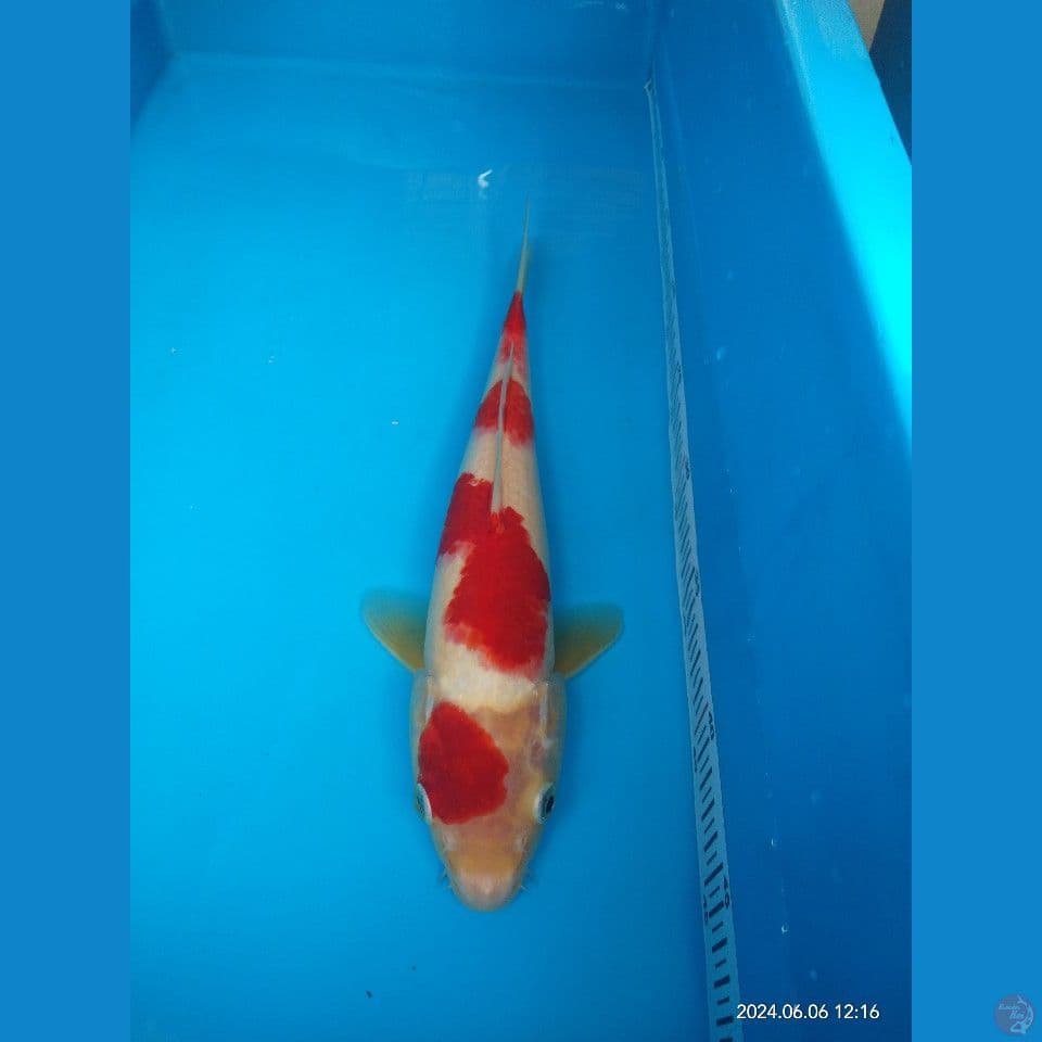 kohaku male 30cm