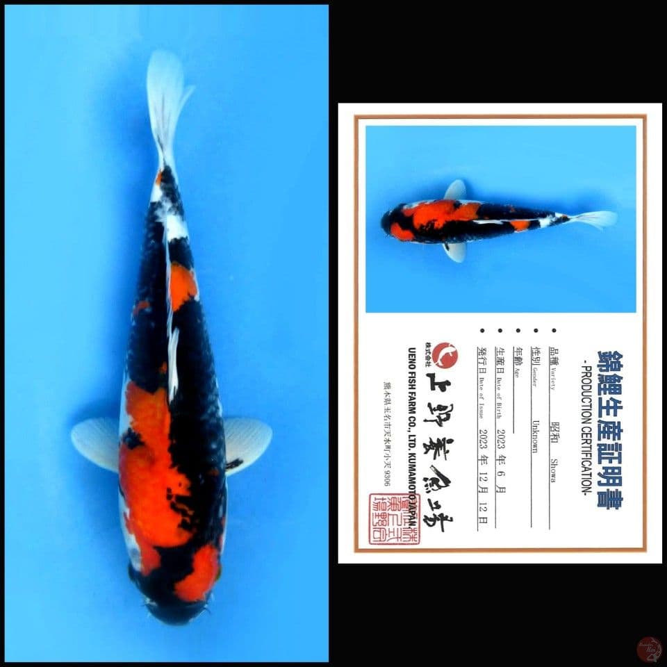 SHOWA UENO, 35CM