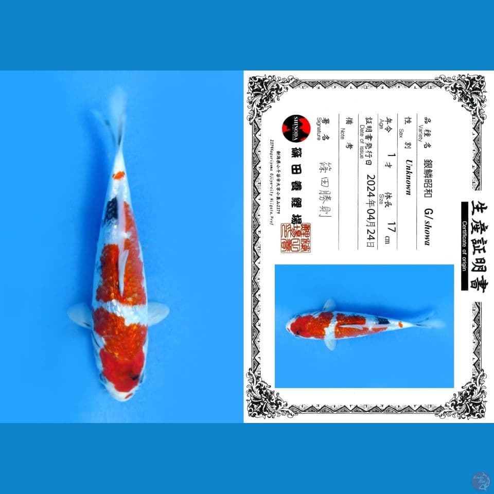 GINRIN SHOWA, 20CM