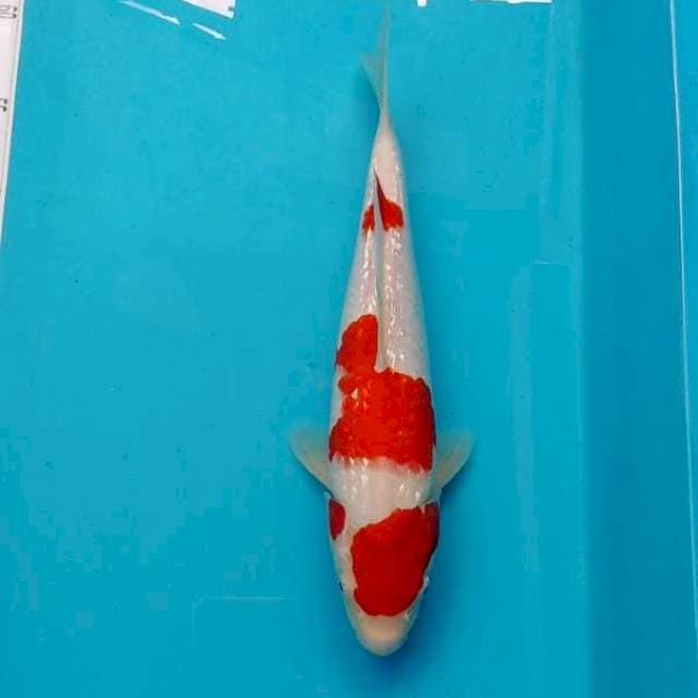 Maruthen kohaku ginrin original