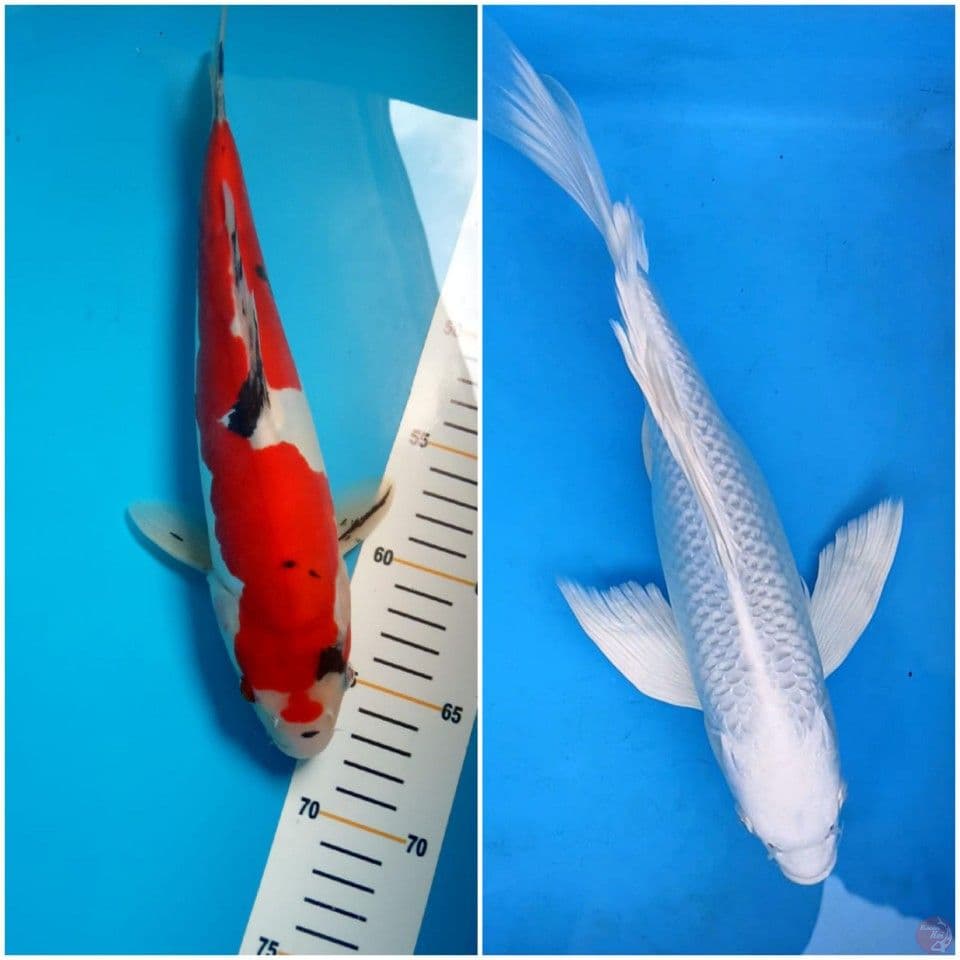sanke doit 30cm + platinum slayer 33cm