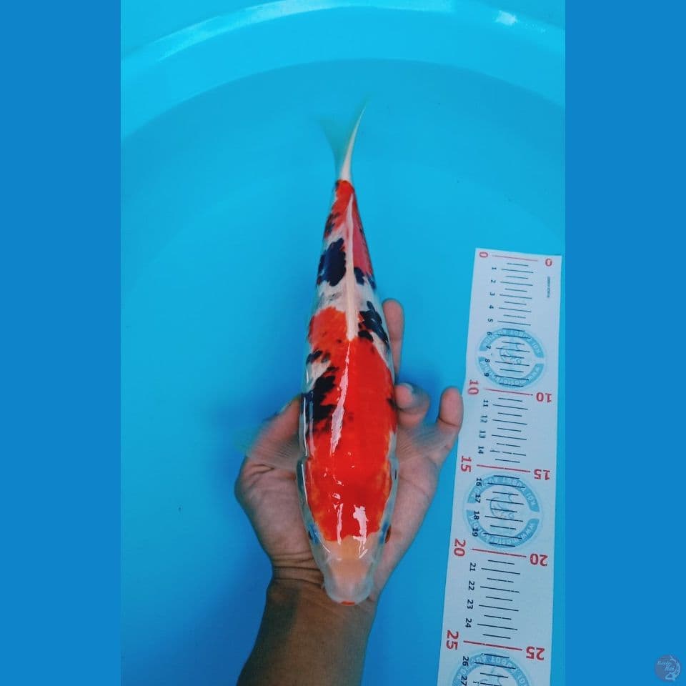 showa 32 cm