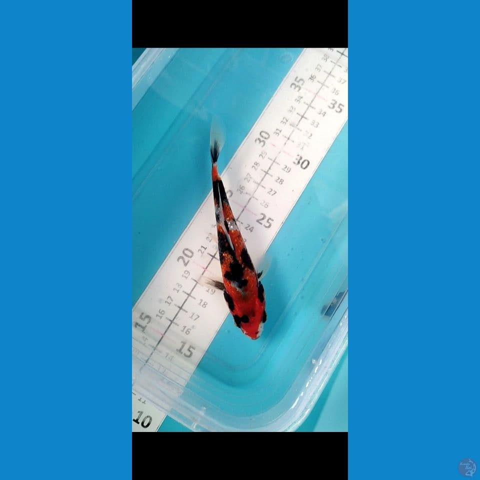 Bahan keep Gintin Alus 15cm