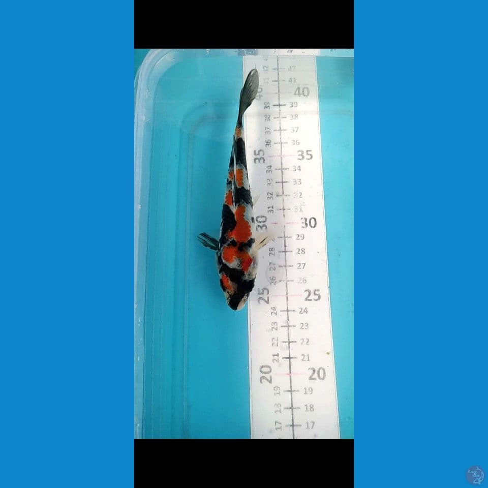 Bahan keep Showa nyeplok 15cm