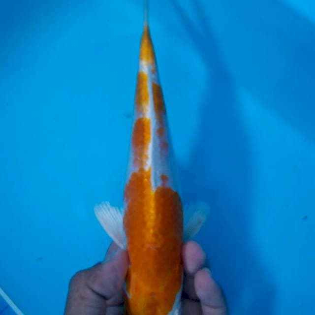 Hariwake doitsu