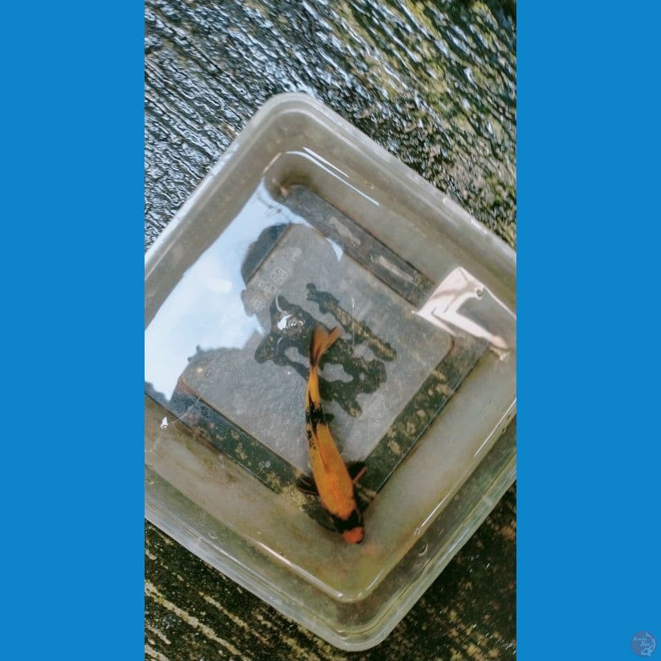 Hi-Utsuri Bahan Keep 15cm™