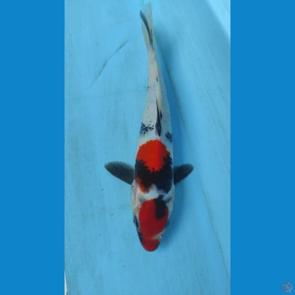 showa 24cm