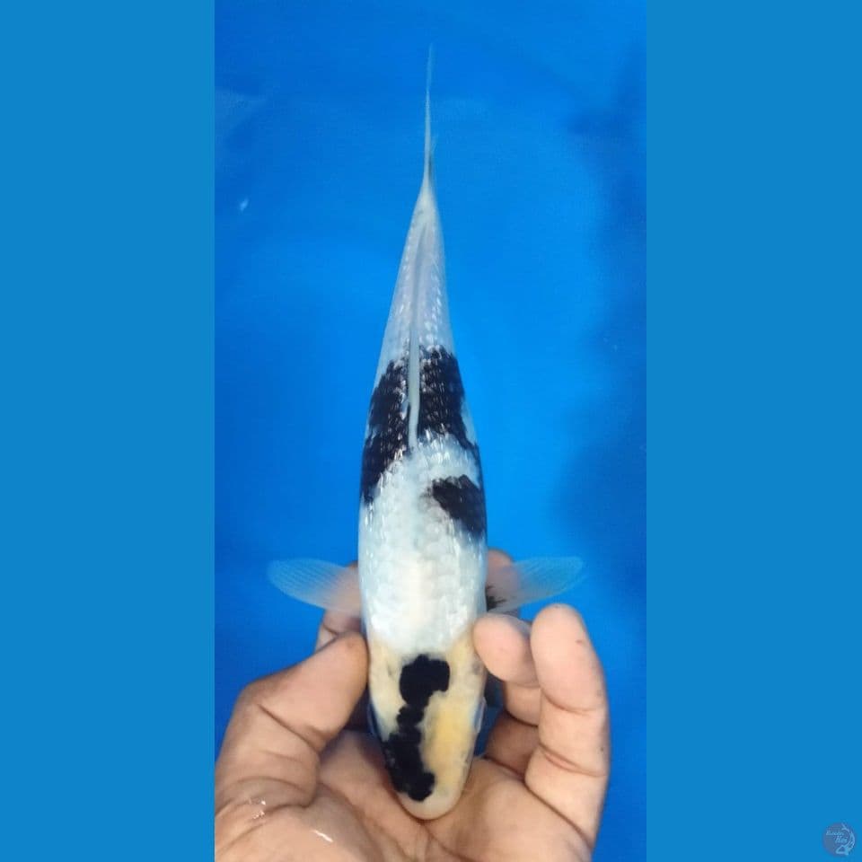 GINRIN TATEGOI 27CM