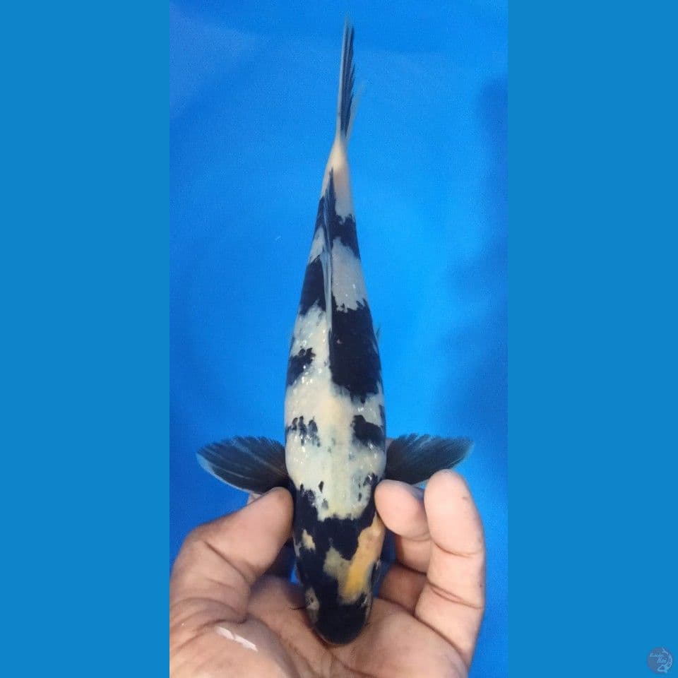 SHIRO 25CM