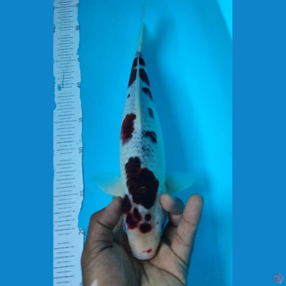 GOROMO 34CM