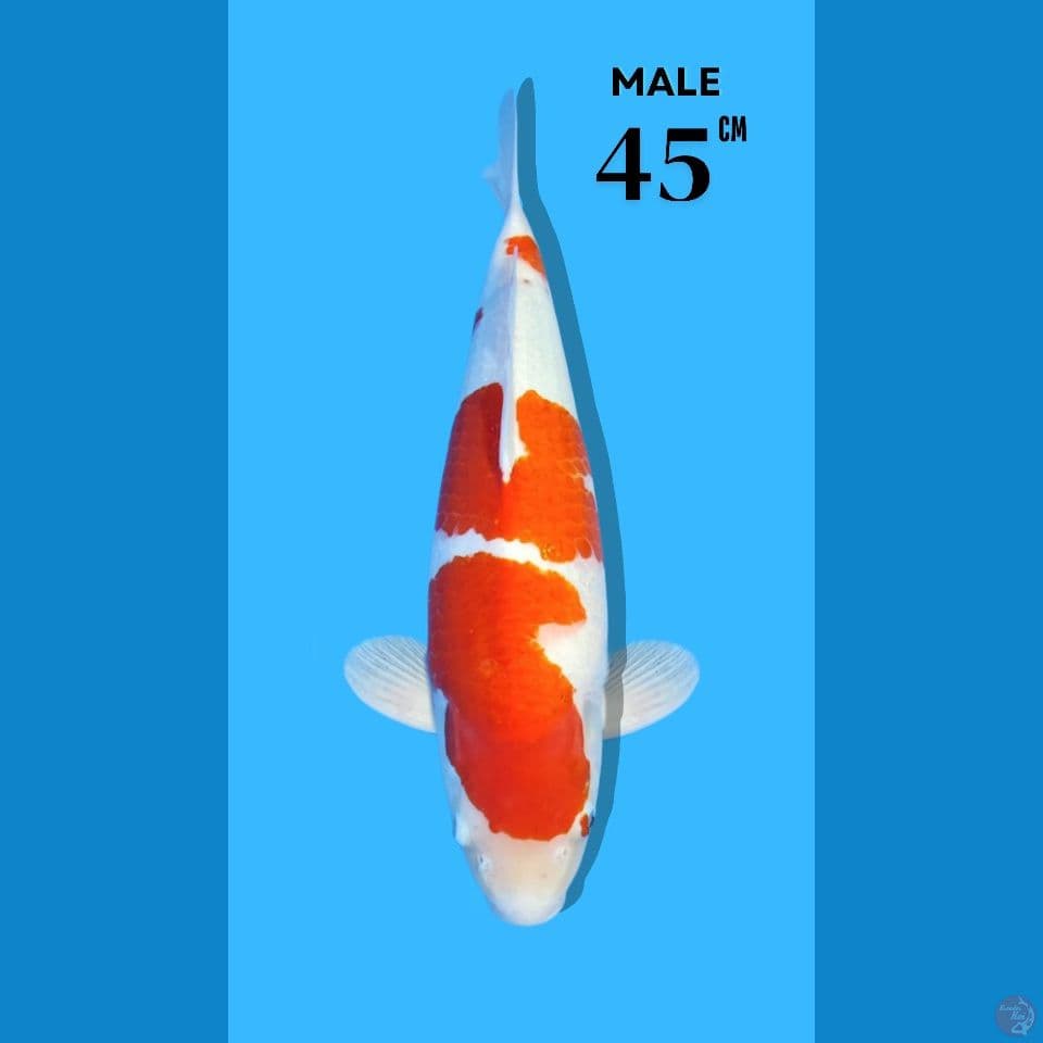 Kohaku Serti Sakai 45cm male
