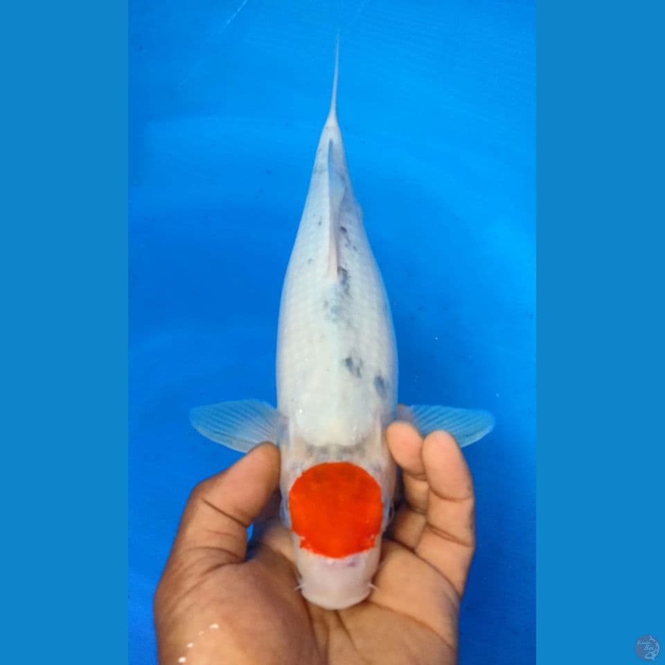 TANCHO 36CM