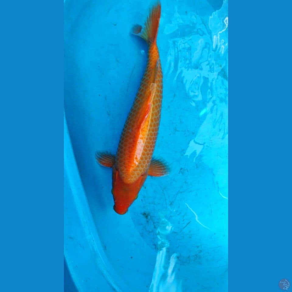 RED KARASHI KHUSNUL KOI FARM 52 CM Jantan