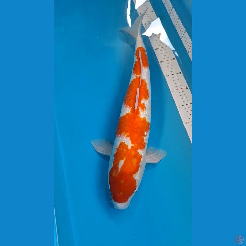 55 cm