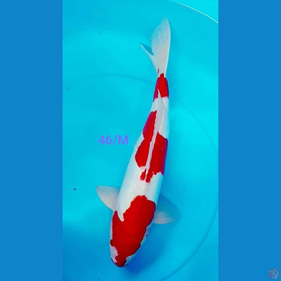 46/M KOHAKU DOIT Strong