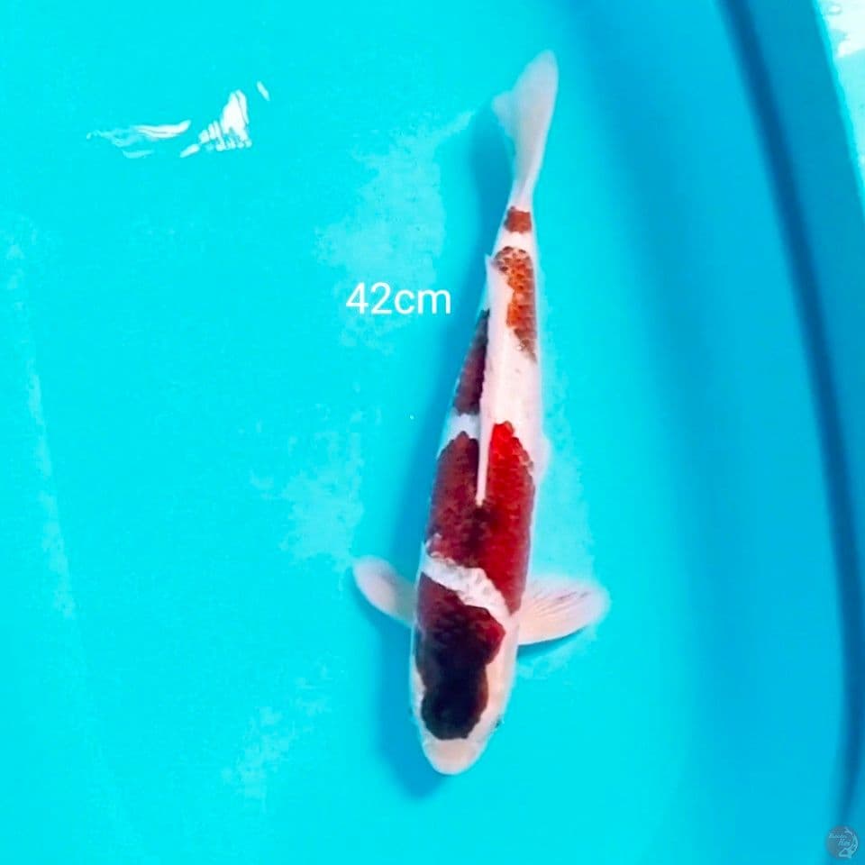goromo 42cm