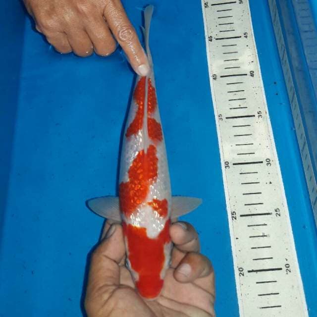 Red male kohaku full ginrin