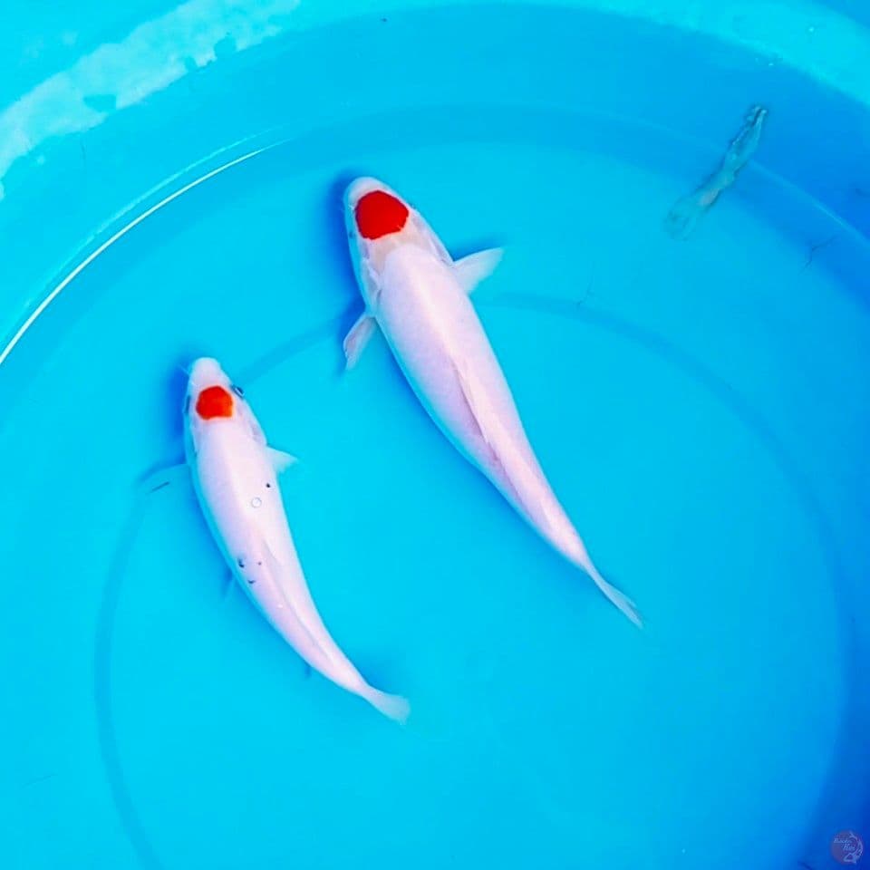 orijinal 20_22cm