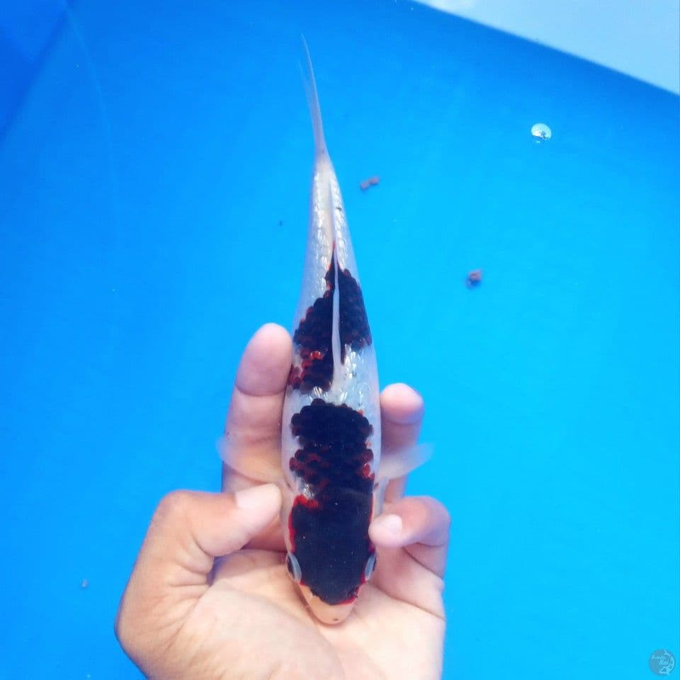 GOROMO GINRIN ORI 20CM