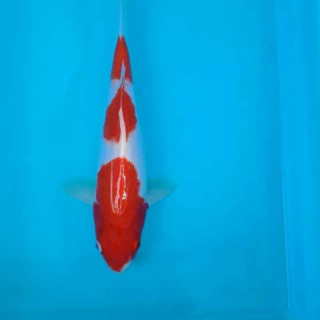 Kohaku 3 step 29 cm