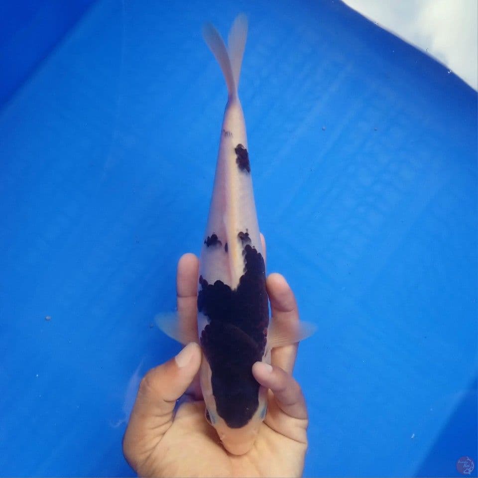 BUDO GOROMO 24CM