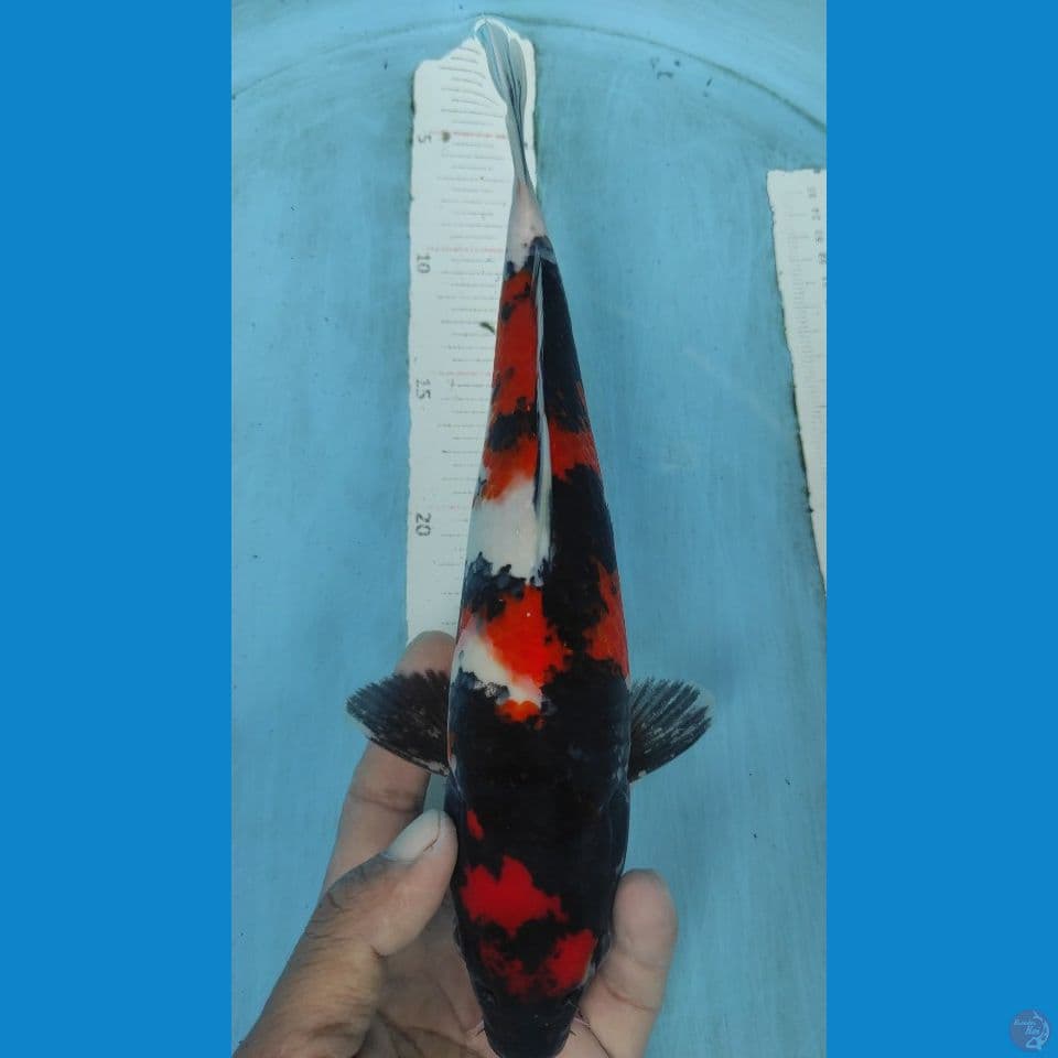 showa 30cm
