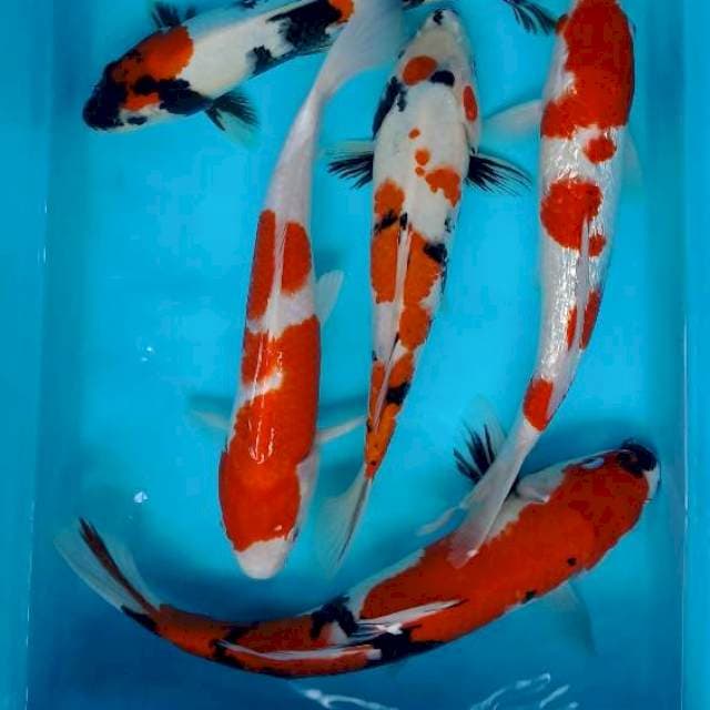 Mix koi ukuran 30 cm