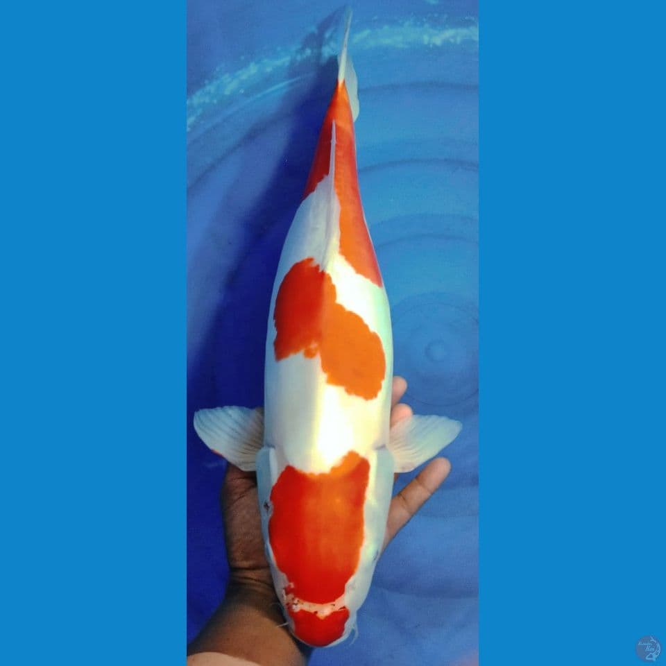KOOHAKU 60CM
