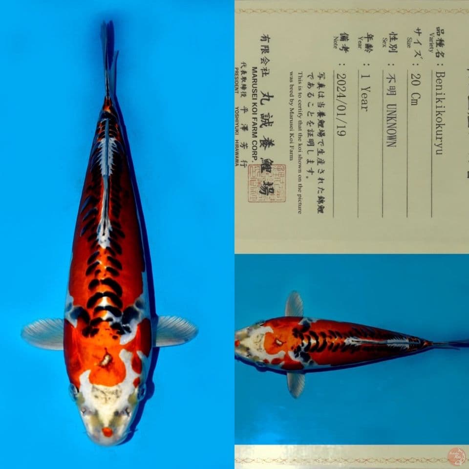 MARUSEI BENI KIKOKURYU SQ 33CM