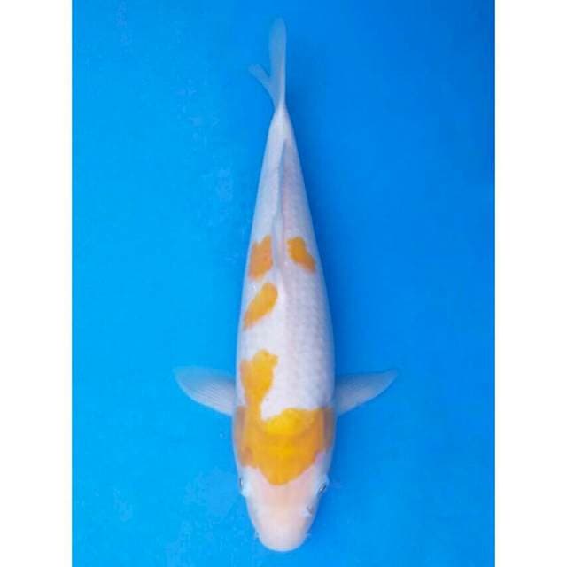 Okawa Yellow Kohaku