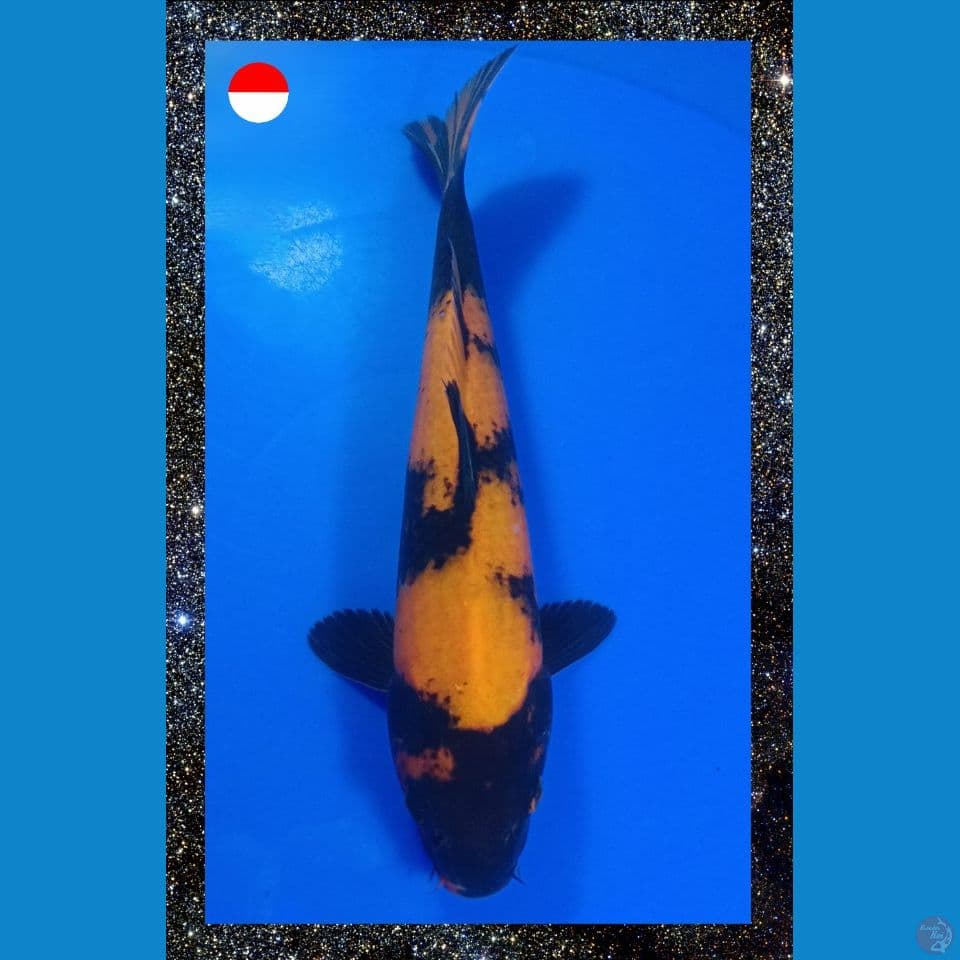 Utsuri 29cm