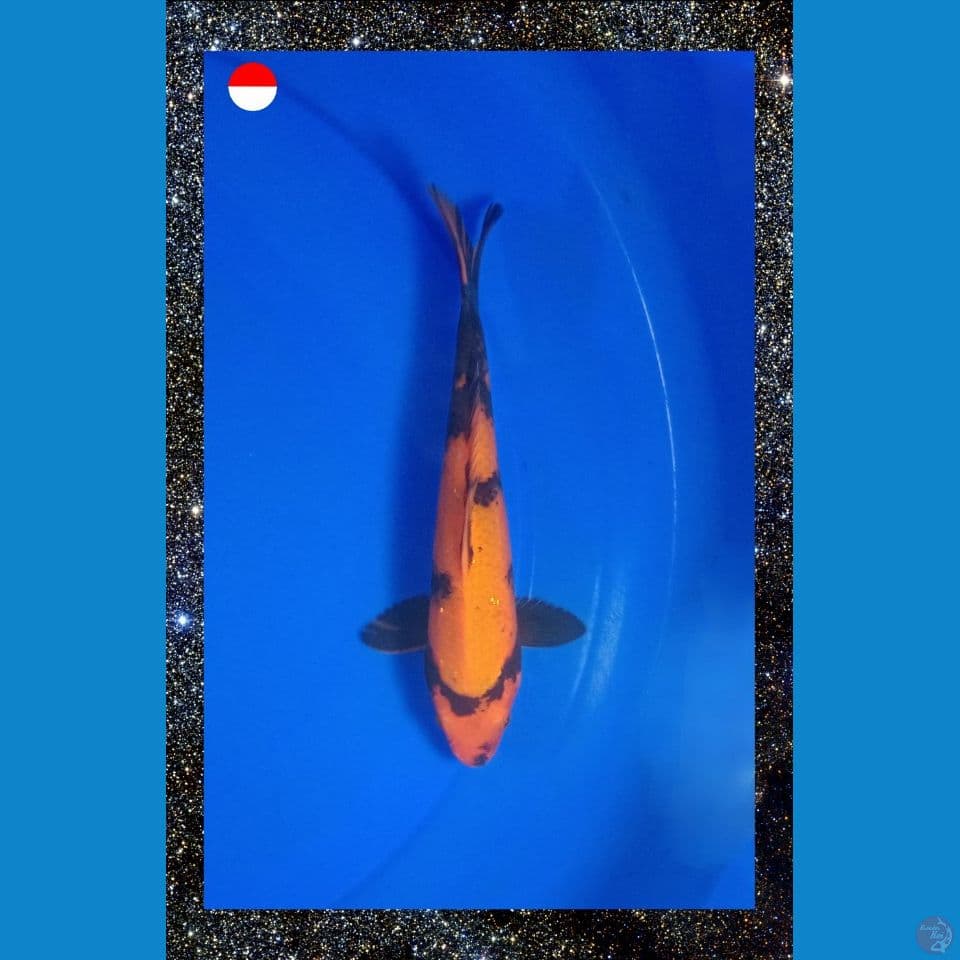 Utsuri 23cm