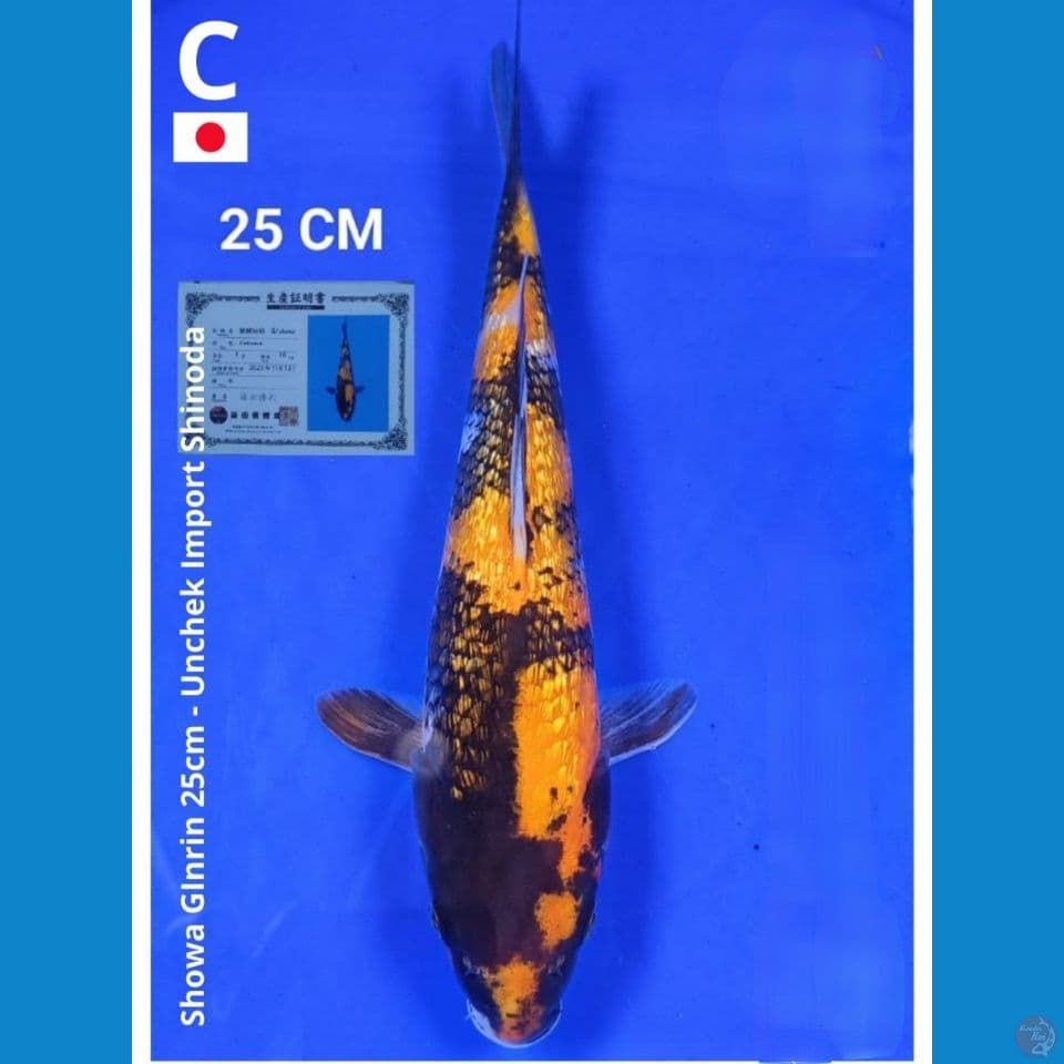 Showa Import Shinoda 25cm