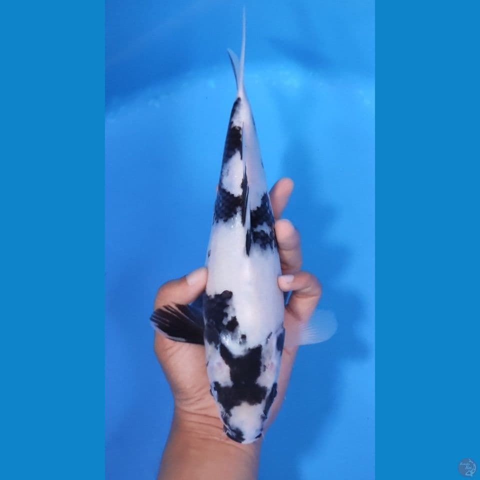 SHIRO 27CM - BETINA