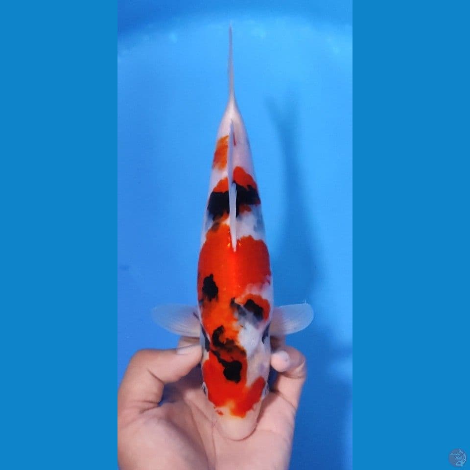 SHOWA RED STRONG 25CM - PEJANTAN