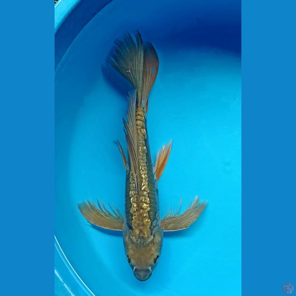 DRAGON SLAYER 37cm